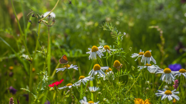 Conference by Philippe Blais (in French): Biodiversity & landscaping of native plants