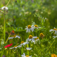 Conférence en français de Philippe Blais : Biodiversité et aménagement de plantes indigènes!